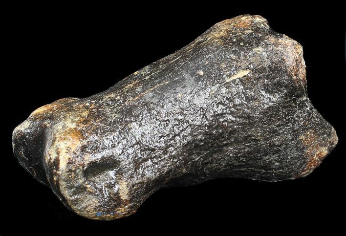 Ice Age Bison Metatarsal (Toe Bone) - North Sea Deposits #43144